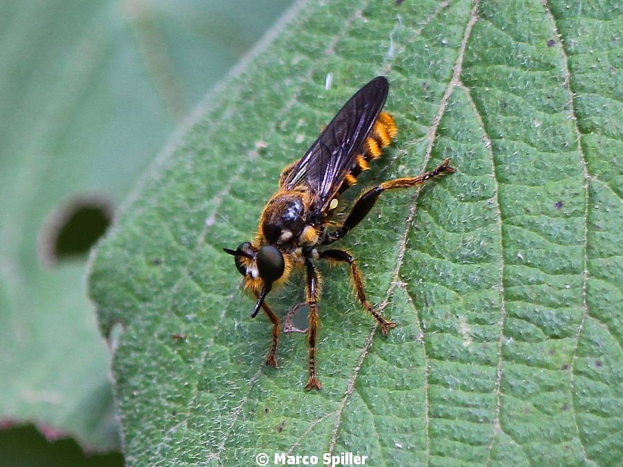 Choreades cf. fulva femmina (Asilidae)